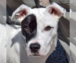 Medium Photo #2 American Staffordshire Terrier-Boxer Mix Puppy For Sale in Huntley, IL, USA