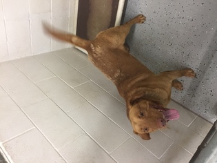 Labrador Retriever Dogs for adoption in Standish, MI, USA