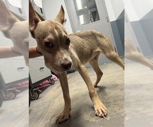 American Pit Bull Terrier-Siberian Husky Mix Dogs for adoption in Tallahassee, FL, USA