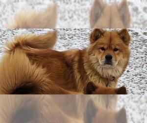 Chow Chow-Unknown Mix Dogs for adoption in San Antonio, TX, USA