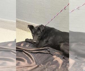 Labrador Retriever-Unknown Mix Dogs for adoption in Las Vegas, NV, USA