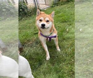 Shiba Inu Dogs for adoption in St. Louis Park, MN, USA