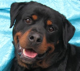 Rottweiler Dogs for adoption in Cuba, NY, USA