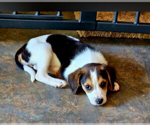 Coonhound-Unknown Mix Dogs for adoption in Rustburg, VA, USA