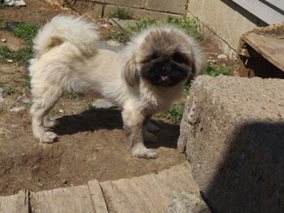 Pekingese Dogs for adoption in Zaleski, OH, USA