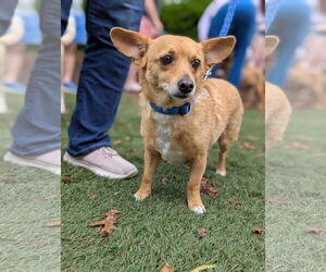 Chi-Corgi Dogs for adoption in Holly Springs, NC, USA
