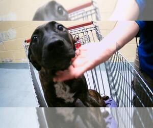 American Pit Bull Terrier Dogs for adoption in Tulsa, OK, USA