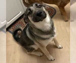 Huskies -Unknown Mix Dogs for adoption in Anchorage, AK, USA
