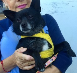Pomeranian-Unknown Mix Dogs for adoption in Long Beach, CA, USA