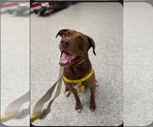 Chocolate Labrador retriever-Mastiff Mix Dogs for adoption in Atlanta, GA, USA