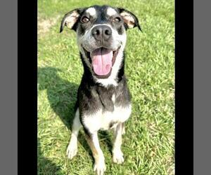 Labrador Retriever Dogs for adoption in Conroe, TX, USA