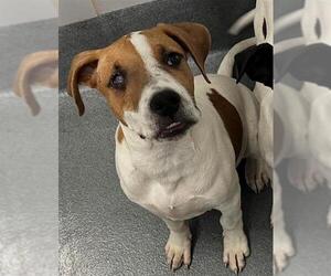 Mutt Dogs for adoption in San Antonio, TX, USA