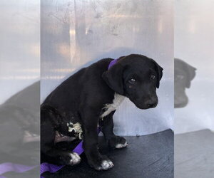 Labrador Retriever Dogs for adoption in Rancho Cucamonga, CA, USA