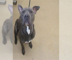 American Pit Bull Terrier Dogs for adoption in Derwood, MD, USA