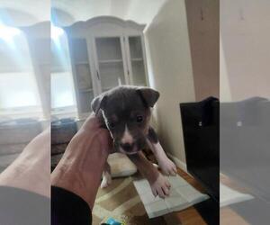 Mutt Dogs for adoption in Calgary, Alberta, Canada