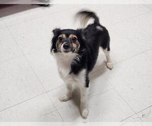 Chihuahua-Unknown Mix Dogs for adoption in Parlier, CA, USA