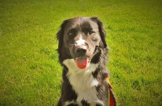 Border Collie Dogs for adoption in Bellevue, WA, USA