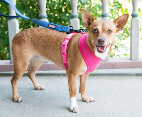 Chihuahua-Unknown Mix Dogs for adoption in Wyandotte, MI, USA