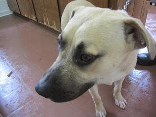 Golden Retriever-Unknown Mix Dogs for adoption in Ozark, AL, USA