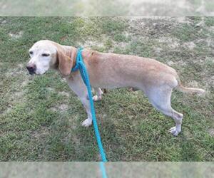 Labrador Retriever Dogs for adoption in Green Cove Springs, FL, USA