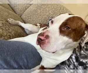 American Pit Bull Terrier-Unknown Mix Dogs for adoption in Oceanside, NY, USA