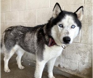 Siberian Husky Dogs for adoption in San Bernardino, CA, USA