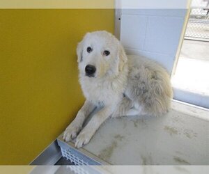 Medium Photo #1 Great Pyrenees Puppy For Sale in Temple, TX, USA