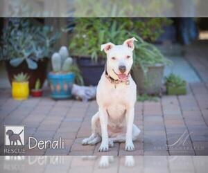American Pit Bull Terrier-Retriever  Mix Dogs for adoption in Carlsbad, CA, USA