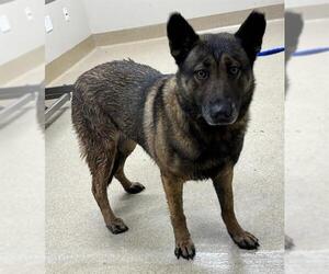 Medium Photo #1 German Shepherd Dog-Unknown Mix Puppy For Sale in Grand Prairie, TX, USA