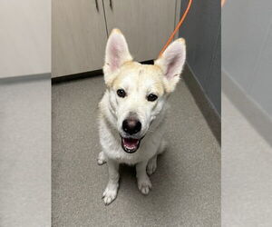 German Shepherd Dog-Siberian Husky Mix Dogs for adoption in Las Vegas, NV, USA