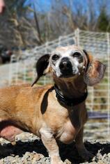 Dachshund Dogs for adoption in Rocky Mount, VA, USA