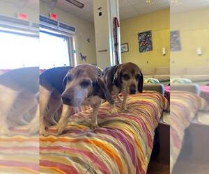 Beagle Dogs for adoption in Mount Juliet, TN, USA