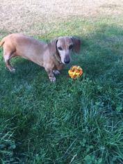 Dachshund Dogs for adoption in St Helens, OR, USA