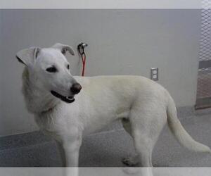 German Shepherd Dog-Unknown Mix Dogs for adoption in Pasadena, TX, USA