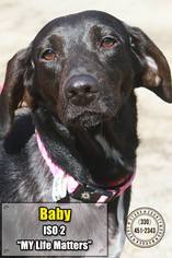 Labrador Retriever-Unknown Mix Dogs for adoption in Canton, OH, USA