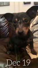 Dachshund-Unknown Mix Dogs for adoption in Longview, TX, USA