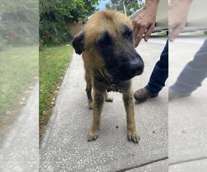 German Shepherd Dog-Unknown Mix Dogs for adoption in Palmetto, FL, USA
