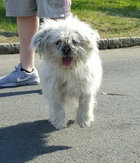 Maltese-Unknown Mix Dogs for adoption in Perth Amboy, NJ, USA