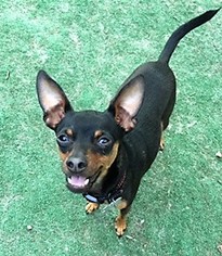 Miniature Pinscher Dogs for adoption in Newhall, CA, USA