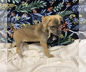 Labrador Retriever-Unknown Mix Dogs for adoption in Modesto, CA, USA