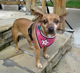 Chihuahua Dogs for adoption in El Segundo, CA, USA