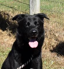 Shepradors Dogs for adoption in Decatur, GA, USA