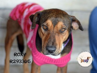Medium Photo #1 Rottweiler-Unknown Mix Puppy For Sale in Montgomery, TX, USA