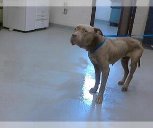 American Pit Bull Terrier Dogs for adoption in Fayetteville, NC, USA