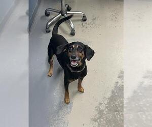 Beagle-Black and Tan Coonhound Mix Dogs for adoption in Tallahassee, FL, USA