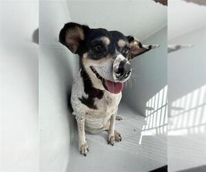 Rat Terrier-Unknown Mix Dogs for adoption in Houston, TX, USA