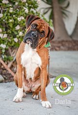 Medium Photo #1 Boxer Puppy For Sale in Oceanside, CA, USA