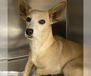 Chihuahua-Unknown Mix Dogs for adoption in Modesto, CA, USA