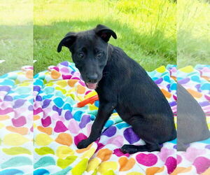 Bulldog-Unknown Mix Dogs for adoption in Tarrytown, GA, USA