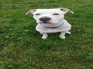 Bulloxer Dogs for adoption in Fairfield, CA, USA